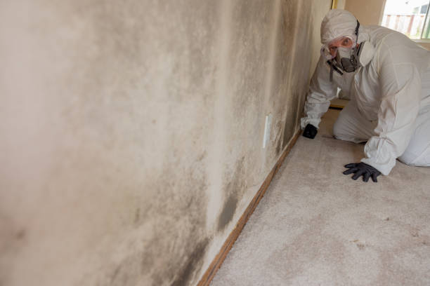 Mold Removal for HVAC Installations in Canterwood, WA